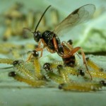 Alien vs Predator in real life? Introducing the Glomerata wasp!