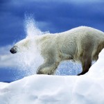 Polar Bears are Clean Freaks?