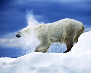 Snow Animals Polar Bears