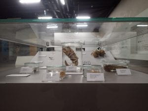 Museum showcase