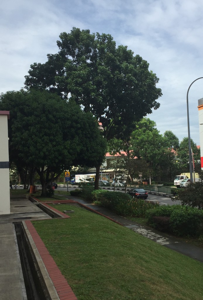 Streetscape in Hougang: Seems like the greenery has a stucture isn't it? 