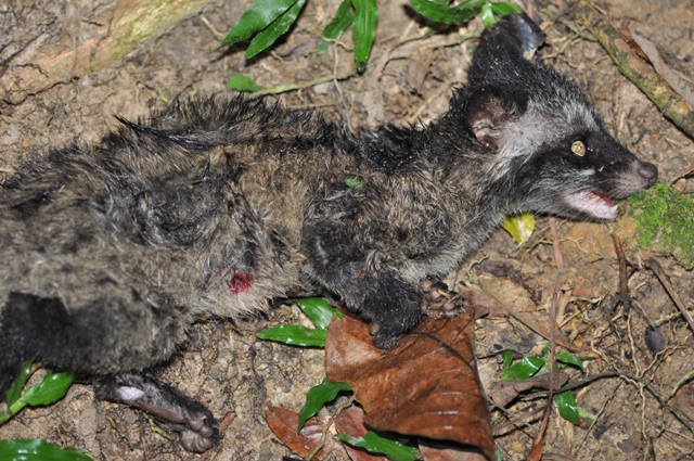 Dead baby musang bitten by a dog (Photo by Vilma D'Rozario)