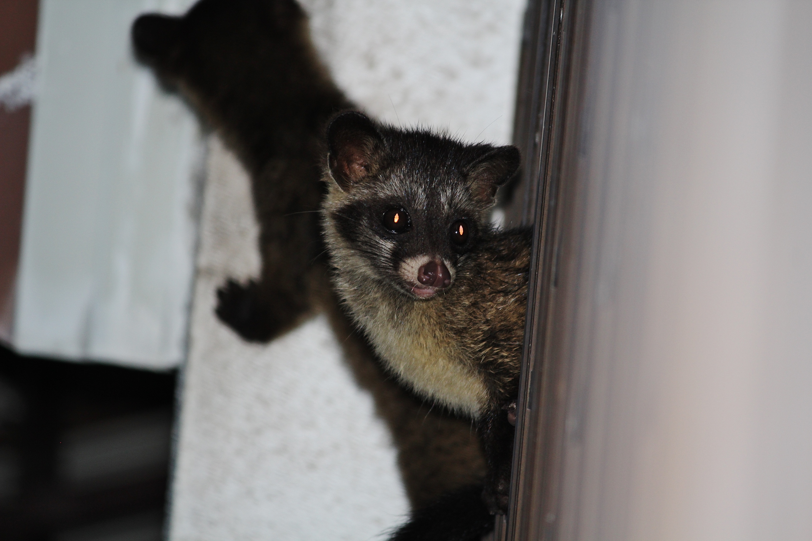 Common palm civet mum to the rescue! | LIFE OF A COMMON PALM CIVET IN  SINGAPORE