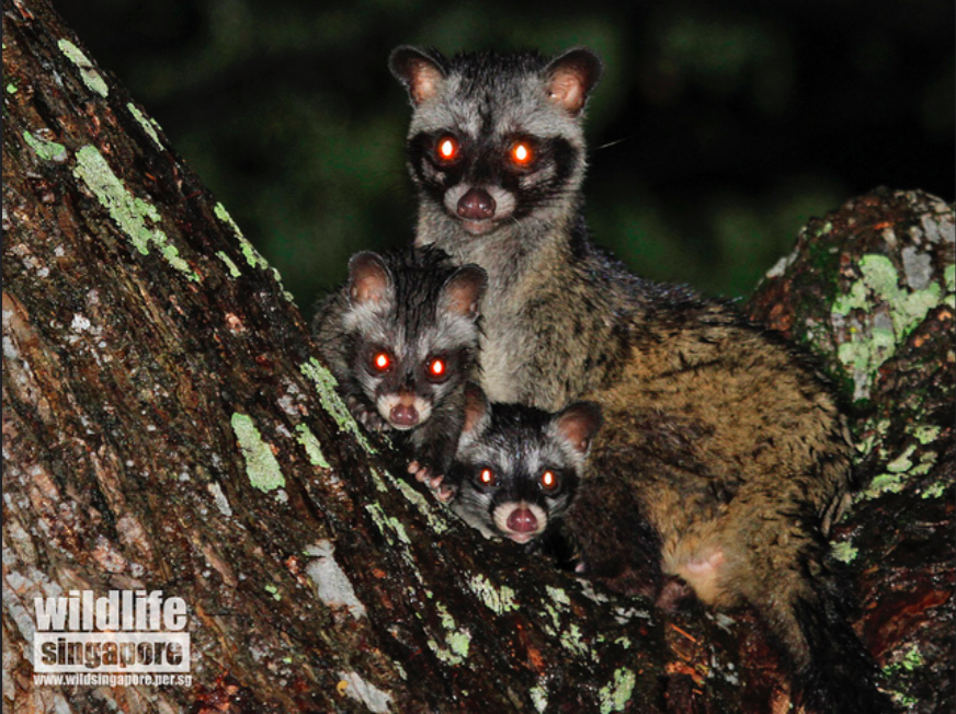 Mummy civet with her 2 babies. Photograph taken by Chan Kwok Wai.