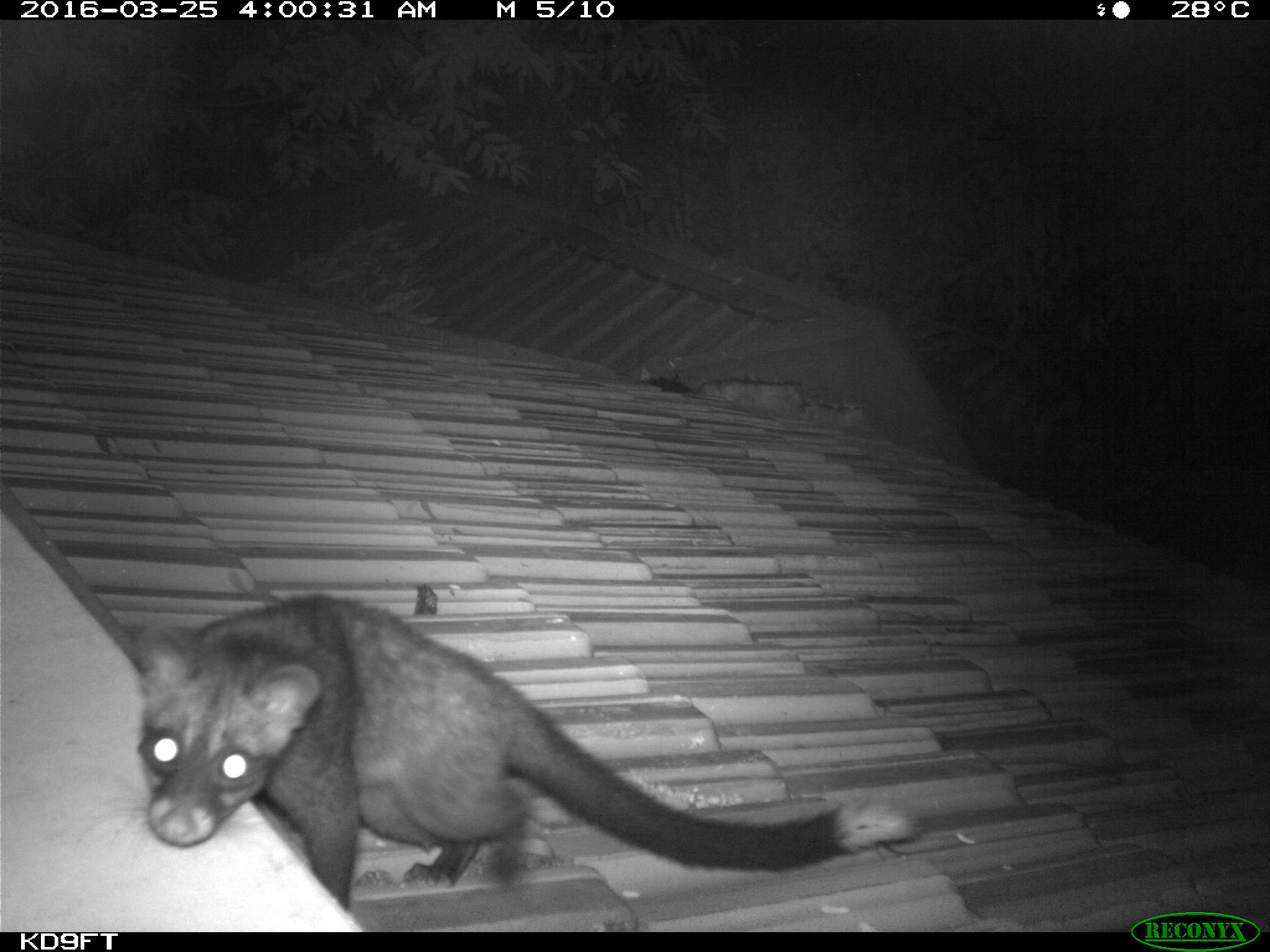 Life Of A Common Palm Civet In Singapore The Musings Of A Musang