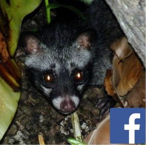 Common Palm Civets of Singapore Facebook Page
