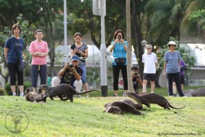 Otters and humans in Bishan-AMK Park. Photo credits: Jeffery Teo