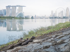 Smooth-coated otters in Marina Reservoir are able to access the adjacent land area by climbing up the sloping seawall. Photo credits: Max Khoo