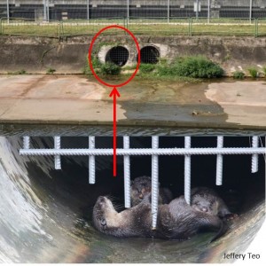 Near Bishan-AMK Park. The smooth-coated otters live in a canal. Photo credits: Jeffery Teo