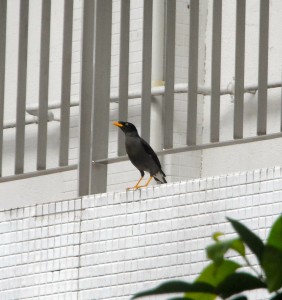 Our all time (not so) favourite, the  Javan Myna (Acridotheres javanicus) 