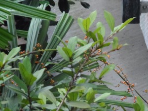 Mangrove Fan Palm (Licuala spinosa)